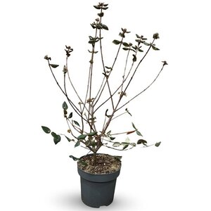 Viburnum burkwoodii 80-100 cm cont. 12L - afbeelding 5