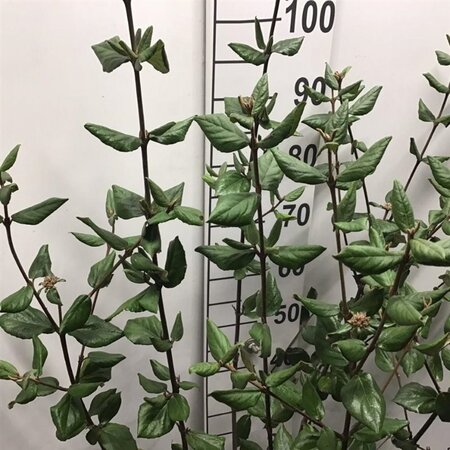 Viburnum burkwoodii 80-100 cm cont. 12L - afbeelding 2