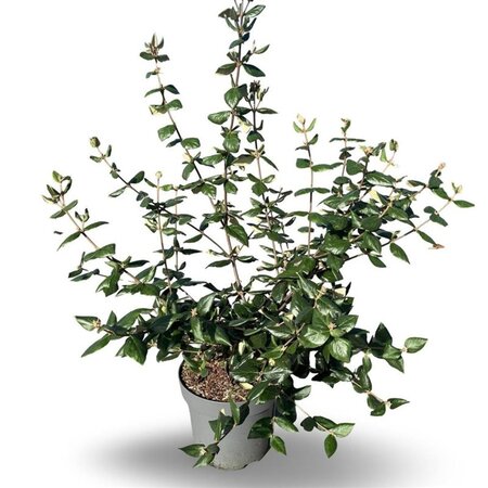 Viburnum burkwoodii 80-100 cm cont. 12L