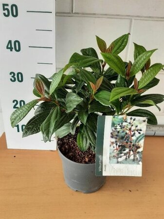 Viburnum davidii geen maat specificatie cont. 3,0L - image 3