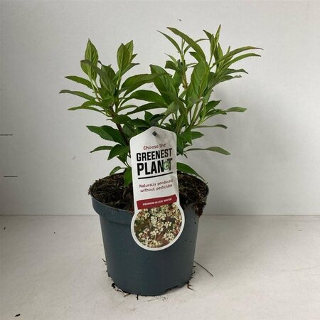 Viburnum hillieri 'Winton' 25-30 cm cont. 3,0L - afbeelding 1