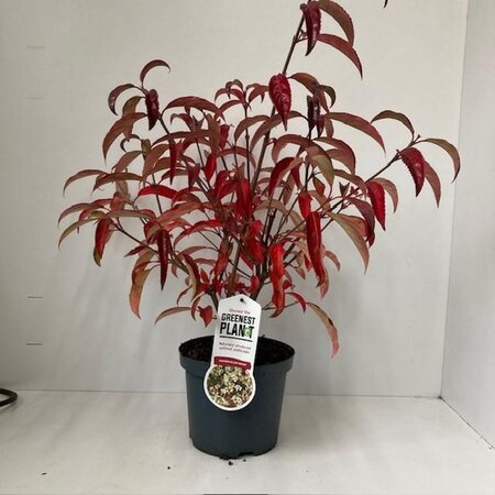 Viburnum hillieri 'Winton' 25-30 cm cont. 3,0L - afbeelding 2