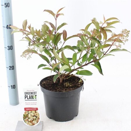 Viburnum hillieri 'Winton' 25-30 cm cont. 3,0L - afbeelding 2