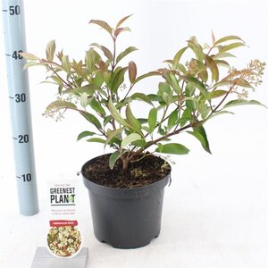 Viburnum hillieri 'Winton' 25-30 cm cont. 3,0L - afbeelding 2