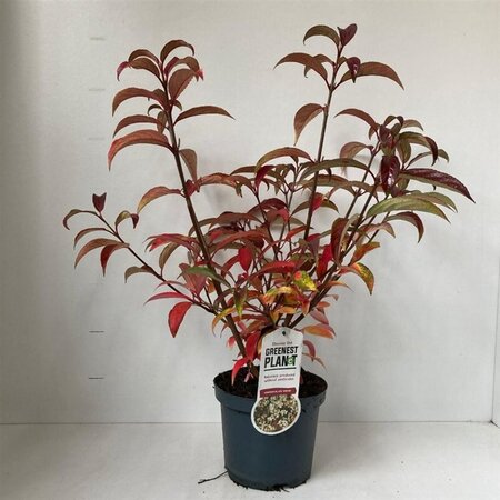 Viburnum hillieri 'Winton' 25-30 cm cont. 3,0L - afbeelding 3