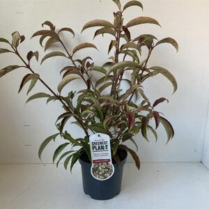 Viburnum hillieri 'Winton' 25-30 cm cont. 3,0L - afbeelding 4
