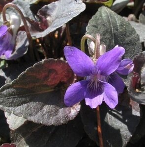 Viola labradorica geen maat specificatie 0,55L/P9cm - afbeelding 4
