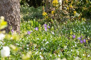 Vinca major geen maat specificatie 0,55L/P9cm - afbeelding 11