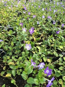Vinca major geen maat specificatie 0,55L/P9cm - afbeelding 2