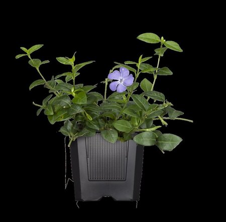 Vinca major geen maat specificatie 0,55L/P9cm - afbeelding 10