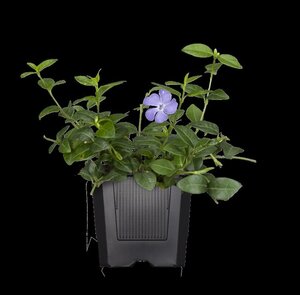 Vinca major geen maat specificatie 0,55L/P9cm - afbeelding 10