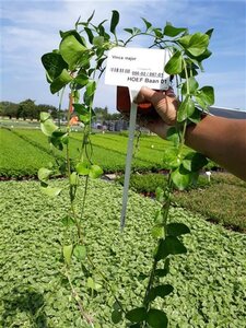 Vinca major geen maat specificatie 0,55L/P9cm - afbeelding 4