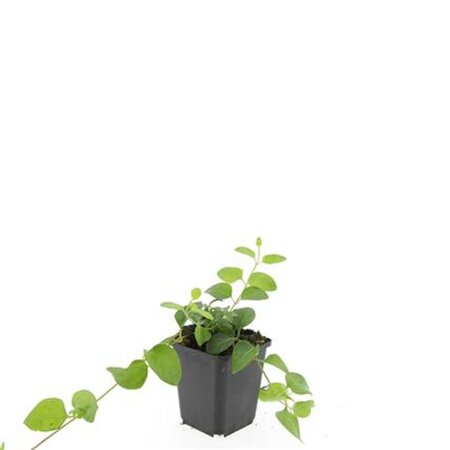 Vinca major geen maat specificatie 0,55L/P9cm - afbeelding 8