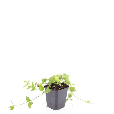 Vinca major geen maat specificatie 0,55L/P9cm - afbeelding 6