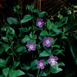Vinca major geen maat specificatie 0,55L/P9cm - afbeelding 9