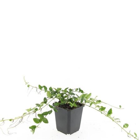 Vinca minor 'Alba' geen maat specificatie 0,55L/P9cm - afbeelding 6