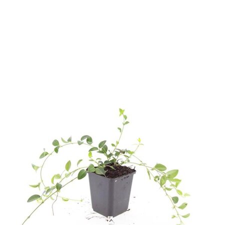 Vinca minor 'Alba' geen maat specificatie 0,55L/P9cm - afbeelding 7