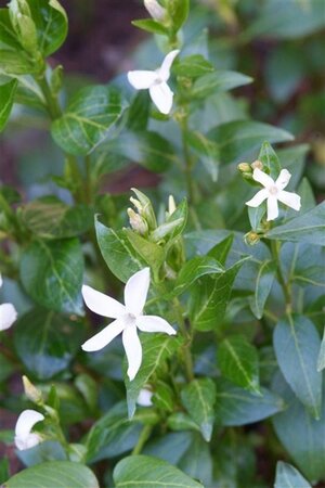 Vinca minor 'Alba' geen maat specificatie 0,55L/P9cm - afbeelding 9