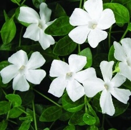 Vinca minor 'Alba' geen maat specificatie 0,55L/P9cm - afbeelding 6
