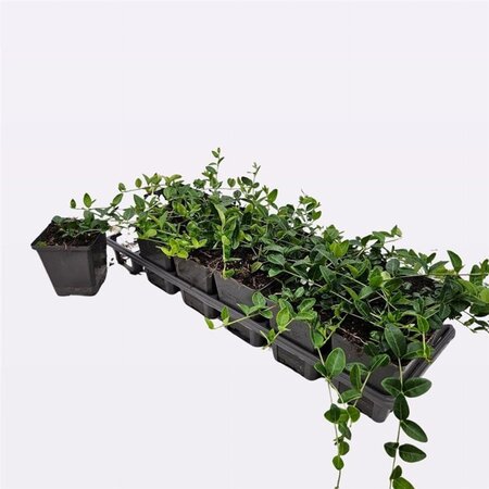 Vinca minor 'Alba' geen maat specificatie 0,55L/P9cm - afbeelding 4