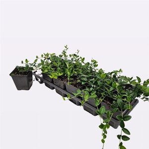 Vinca minor 'Alba' geen maat specificatie 0,55L/P9cm - afbeelding 4