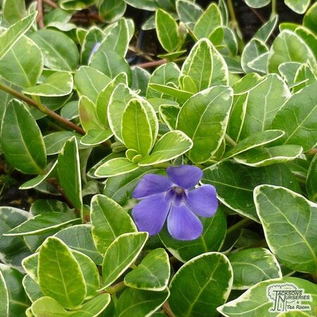 Vinca minor 'Argenteovariegata' geen maat specificatie 0,55L/P9cm - afbeelding 3