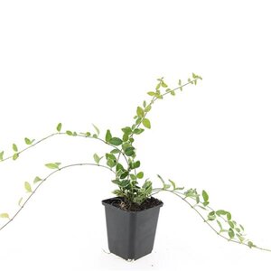 Vinca minor 'Argenteovariegata' geen maat specificatie 0,55L/P9cm