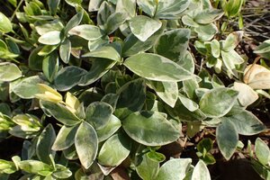 Vinca minor 'Argenteovariegata' geen maat specificatie 0,55L/P9cm - afbeelding 1