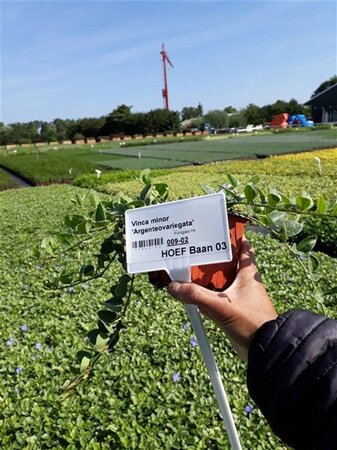Vinca minor 'Argenteovariegata' geen maat specificatie 0,55L/P9cm - afbeelding 5
