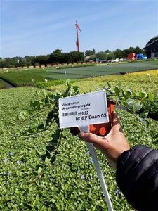 Vinca minor 'Argenteovariegata' geen maat specificatie 0,55L/P9cm - afbeelding 5