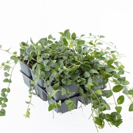 Vinca minor 'Atropurpurea' geen maat specificatie 0,55L/P9cm - afbeelding 3
