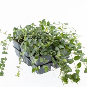 Vinca minor 'Atropurpurea' geen maat specificatie 0,55L/P9cm - afbeelding 3