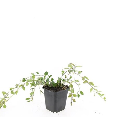 Vinca minor 'Atropurpurea' geen maat specificatie 0,55L/P9cm - afbeelding 3