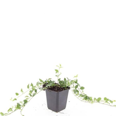 Vinca minor 'Atropurpurea' geen maat specificatie 0,55L/P9cm - afbeelding 5