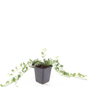 Vinca minor 'Atropurpurea' geen maat specificatie 0,55L/P9cm - afbeelding 5