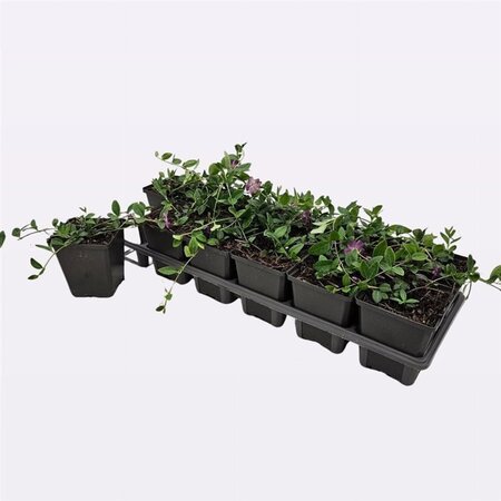 Vinca minor 'Atropurpurea' geen maat specificatie 0,55L/P9cm - afbeelding 8