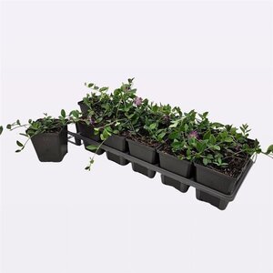 Vinca minor 'Atropurpurea' geen maat specificatie 0,55L/P9cm - afbeelding 8