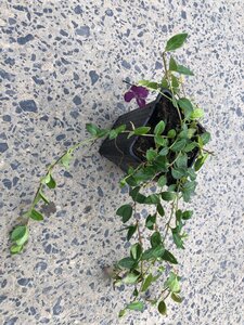 Vinca minor 'Atropurpurea' geen maat specificatie 0,55L/P9cm