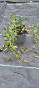 Vinca minor 'Atropurpurea' geen maat specificatie 0,55L/P9cm - afbeelding 7