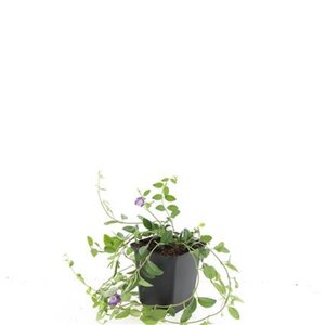 Vinca minor 'Atropurpurea' geen maat specificatie 0,55L/P9cm - afbeelding 6