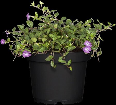 Vinca minor 'Atropurpurea' geen maat specificatie 0,55L/P9cm - afbeelding 2