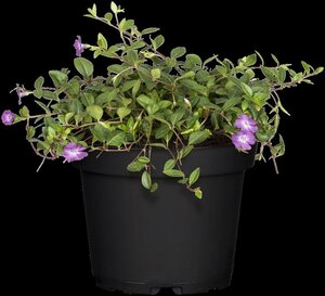 Vinca minor 'Atropurpurea' geen maat specificatie 0,55L/P9cm - afbeelding 2