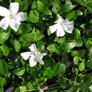 Vinca minor 'Gertrude Jekyll' geen maat specificatie 0,55L/P9cm - afbeelding 7