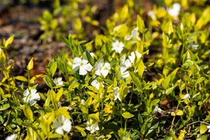 Vinca minor 'Gertrude Jekyll' geen maat specificatie 0,55L/P9cm