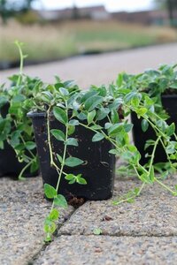 Vinca minor 'Gertrude Jekyll' geen maat specificatie 0,55L/P9cm - afbeelding 5