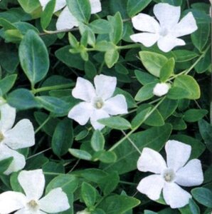 Vinca minor 'Gertrude Jekyll' geen maat specificatie 0,55L/P9cm - afbeelding 8