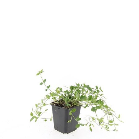 Vinca minor 'Gertrude Jekyll' geen maat specificatie 0,55L/P9cm - afbeelding 6