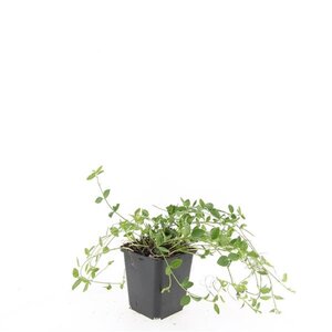 Vinca minor 'Gertrude Jekyll' geen maat specificatie 0,55L/P9cm - afbeelding 6