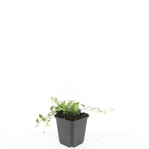 Vinca minor 'Gertrude Jekyll' geen maat specificatie 0,55L/P9cm - afbeelding 7