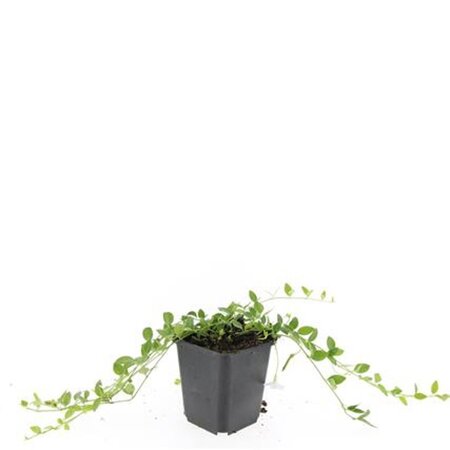 Vinca minor 'Gertrude Jekyll' geen maat specificatie 0,55L/P9cm - afbeelding 8